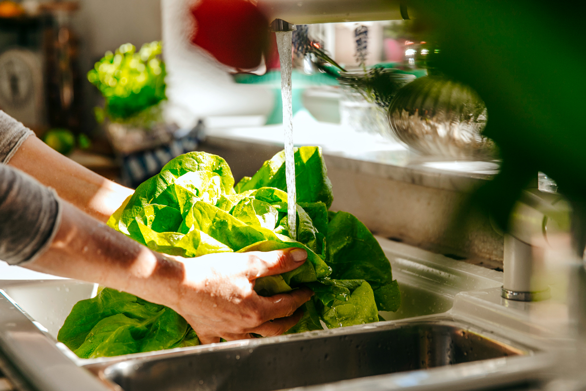 Washing lettuce in the sink